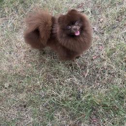 Dutchess - Pomeranian