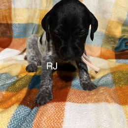 RJ - Black roan female German Shorthaired Pointer puppy in Jackson, Georgia from Tiner GSP’s LLC