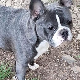 French Bulldogs from Pardon My Frenchies