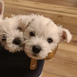 West Highland White Terriers from Nitro's Westies