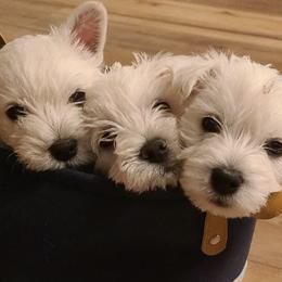 West Highland White Terriers from Nitro's Westies
