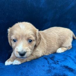 Chimay - Red female Dachshund puppy in Memphis, Tennessee from River City Doxies