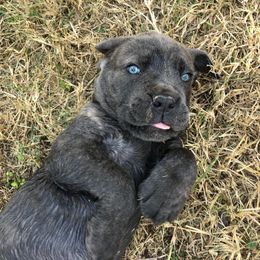 Cane Corso Puppies from MTZ Cane Corso