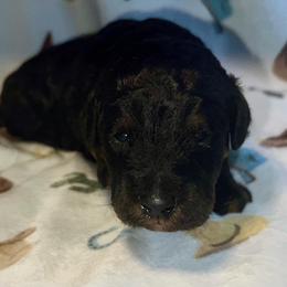 Maverick - Black phantom male Aussiedoodle puppy in Liberty, Texas from Poodles and Doodles Most Excellent Adventures