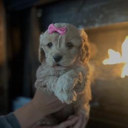 Cavapoo, Cockapoo, Goldendoodle, and Maltipoo Puppies from Perdue Puppies
