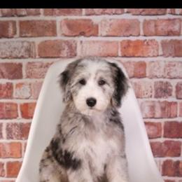 Sheepadoodle puppies from Happy Top Doodles