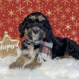 Bernedoodle and Goldendoodle Puppies from I Dream of Doodles