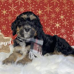 Bernedoodle and Goldendoodle Puppies from I Dream of Doodles