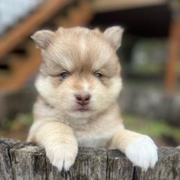 Kenai - Red and white male Pomsky puppy in Rathdrum, Idaho from Smart Pomskies and Frenchies