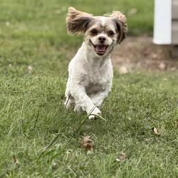 Gizmo - Shihpoo