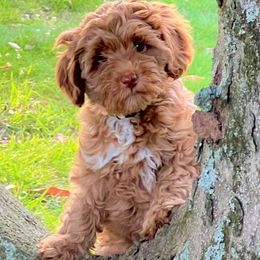 Australian Labradoodle Puppies from Beck ‘N Ridge Australian Labradoodles