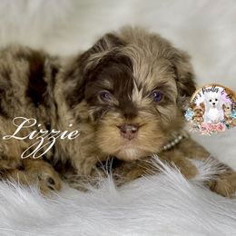 Lizzie - Merle Bernedoodle puppy in Whatley, Alabama from Moore's Poodles & Doodles