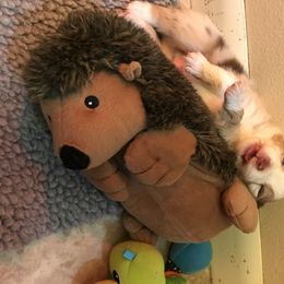 Australian Shepherd Puppies from Camas Creek Australian Shepherds