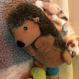 Australian Shepherd Puppies from Camas Creek Australian Shepherds