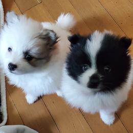 Companion Cross, Pomeranian, and Sheepadoodle Puppies from Fluffy Wonders Poms and Doodles
