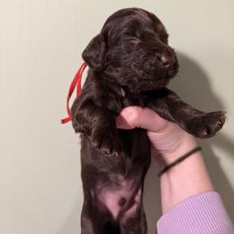 Red Boy - Liver male Boykin Spaniel puppy in Northport, Alabama from Blue Creek Boykins