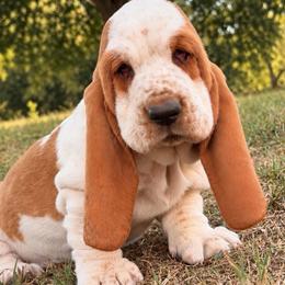 Light Blue-MC 41 - Red and white male Basset Hound puppy in Conway, Missouri from Ozark Mountain Kennel