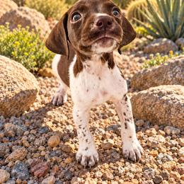 Coco - White and liver female German Shorthaired Pointer puppy in Banning, California from ⭐🦆 So Cal on Point GSP'S🇺🇲🇩🇪 lg