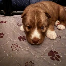 Pandora - Brown and white female Siberian Husky puppy in Upton, Massachusetts from Toe Bean Huskies