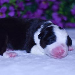 April - Black tri-color female Australian Shepherd puppy in Easton, Missouri from MMA Kennel