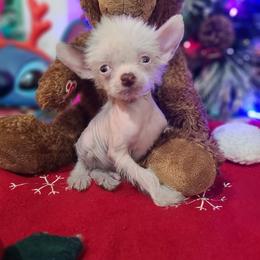 Hlm7 - White and chocolate male Chinese Crested puppy in New Castle, Pennsylvania from Long Rotts & Long Haul Cresteds
