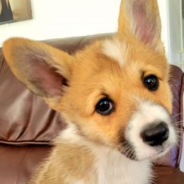Pembroke Welsh Corgis from Pembroken Arrow Welsh Corgis