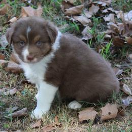 Jay - Red tri-color male Australian Shepherd puppy in Kansas, Oklahoma from Windy G Farm