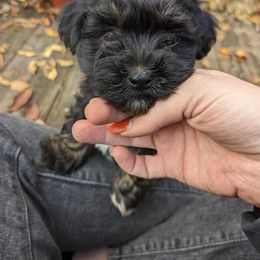 Havanese Puppies from Charlotte Landry