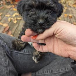Havanese Puppies from Charlotte Landry