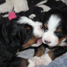 Bernese Mountain Dog Puppies from Baby Bear Bernese Kennel