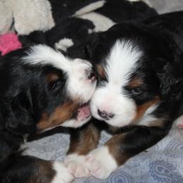 Bernese Mountain Dog Puppies from Baby Bear Bernese Kennel