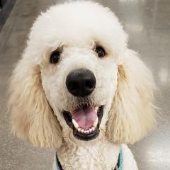 Poodles and Saint Berdoodles from Sunny's St. Berdoodles