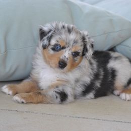 Miniature American Shepherd and Toy Australian Shepherd Puppies from Roeboat Aussies