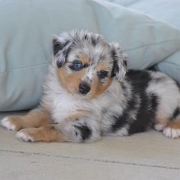Miniature American Shepherd and Toy Australian Shepherd Puppies from Roeboat Aussies