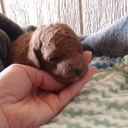Ace - Red  male Poodle puppy in Millersburg, Ohio from My Furry Friends