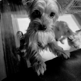 Lydia - Blue and gold female Yorkshire Terrier puppy in West Enfield, Maine from GRIFFEY'S SPA AND KENNEL
