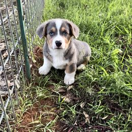Charlie(cream) - Blue male Pembroke Welsh Corgi puppy in Millsap, Texas from Punchy Pembroke Ranch