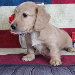 Tootie - Cream female Dachshund puppy in Pace, Florida from Shoebox Doxie’s