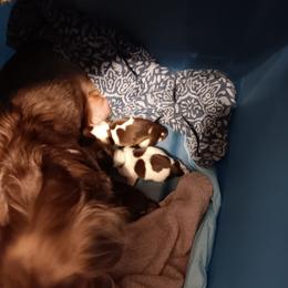 Dolly - Piebald female Dachshund puppy in Wichita, Kansas from Lauren's Dachshunds