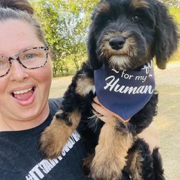 Goldendoodle Puppies from Thompson Creek Doodles