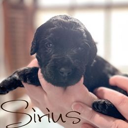 Double Doodle and Labradoodle Puppies from Magnolia & Finn Doodles