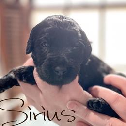 Double Doodle and Labradoodle Puppies from Magnolia & Finn Doodles
