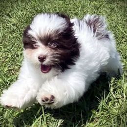 Australian Shepherds and Havanese from High Hills Aussies and Havanese