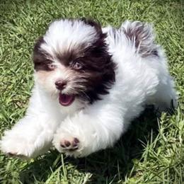 Australian Shepherds and Havanese from High Hills Aussies and Havanese