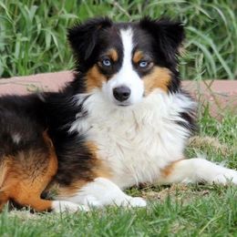 Fire - Toy Australian Shepherd