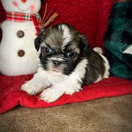 Apple - Sable and white female Shih Tzu puppy in Lake City, Florida from Tiger Valley Shih Tzus