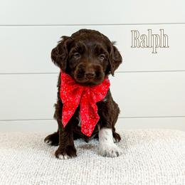 Ralph (Blue Collar) - Chocolate male Goldendoodle puppy in Bell Buckle, Tennessee from Precious Puptown Doodles