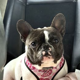 Stevie - French Bulldog