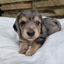 Jett - Dapple male Dachshund puppy in Eldon, Missouri from Pure Joy Dachshunds