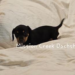 Girl 1 - Black and tan female Dachshund puppy in Winchester, Idaho from Mission Creek Dachshunds